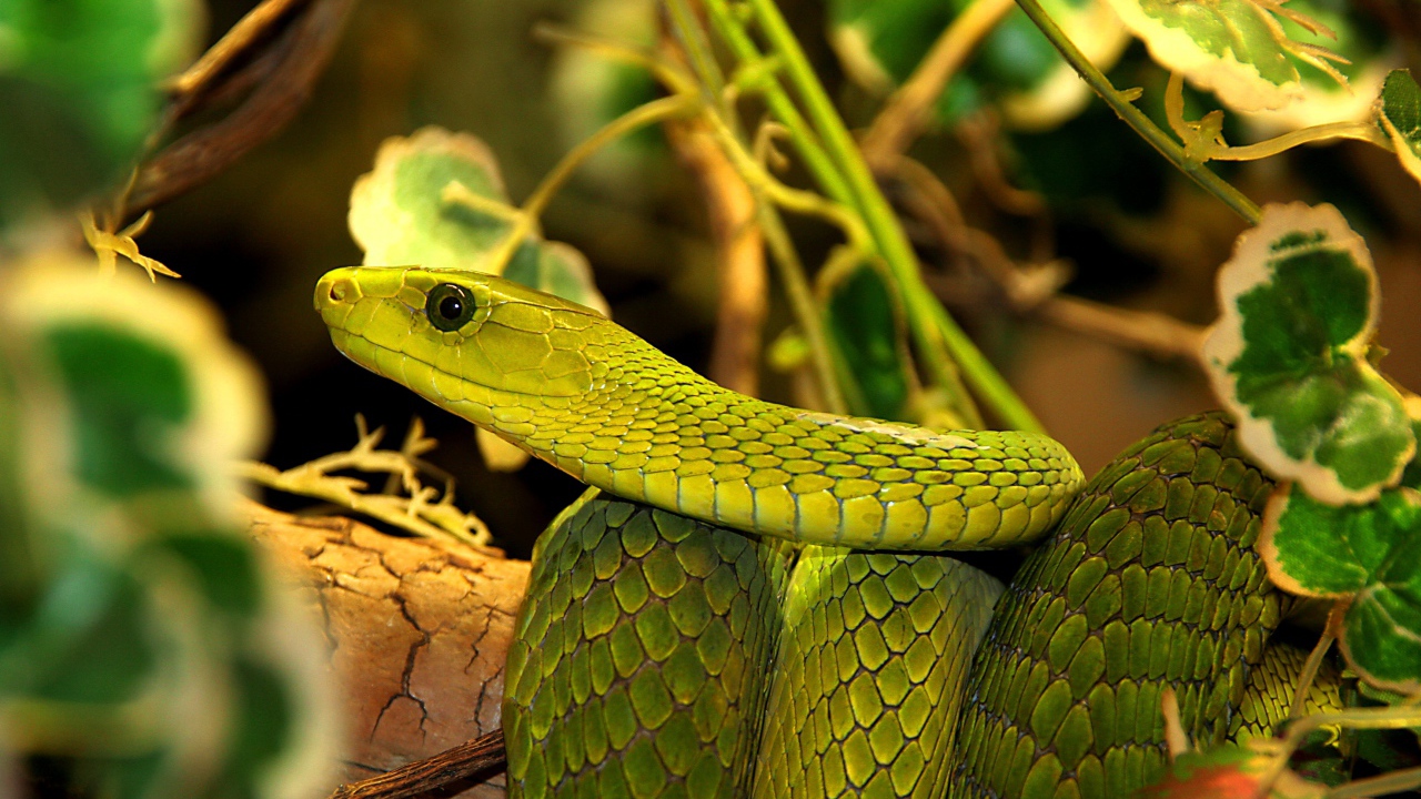 Большая зеленая змея в листьях 