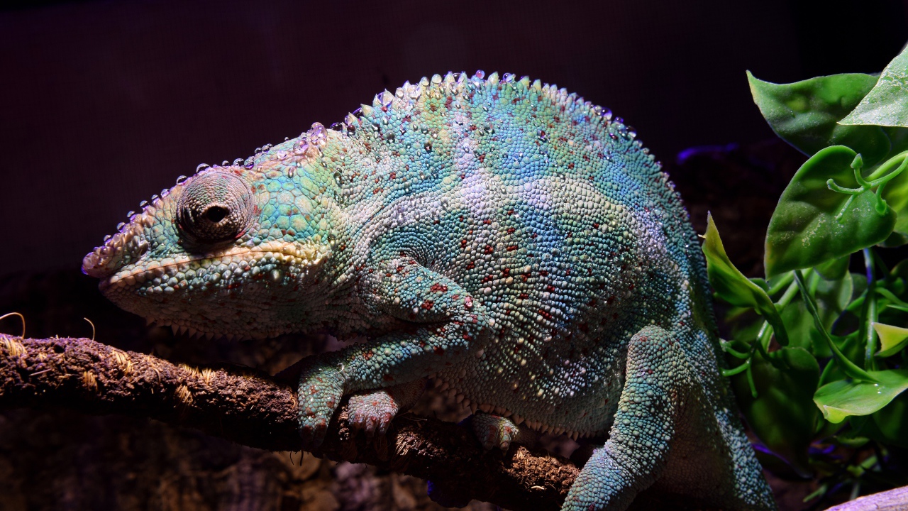 Голубой хамелеон сидит на ветке дерева 