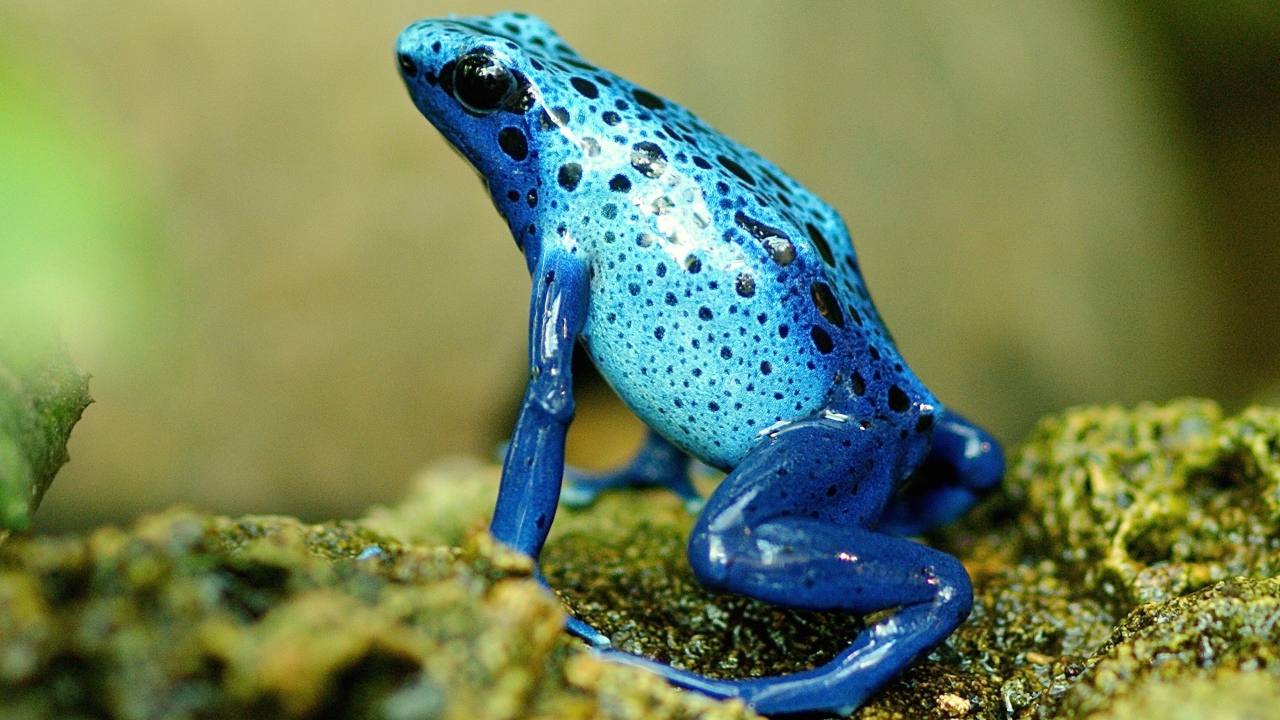 Голубая экзотическая лягушка на камне