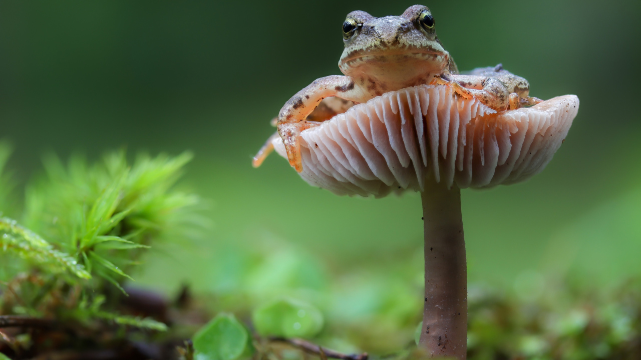 Green frog sitting on a mushroom in the forest