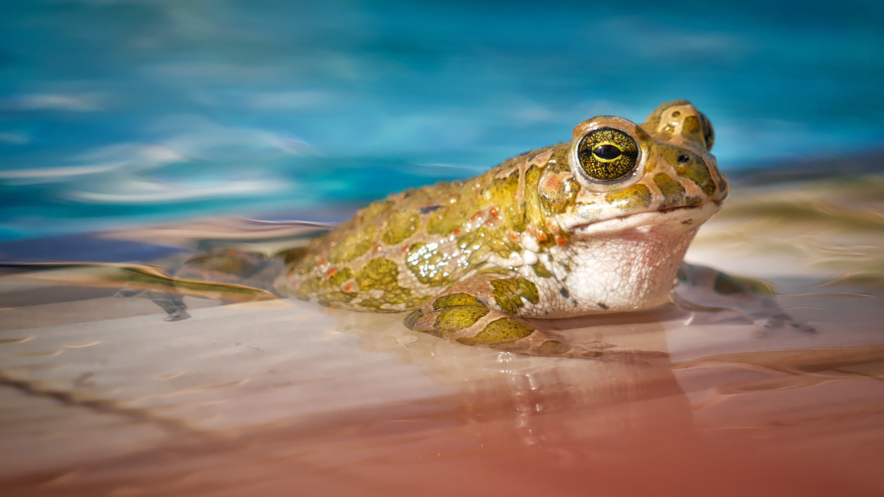 Green toad sitting in blue water