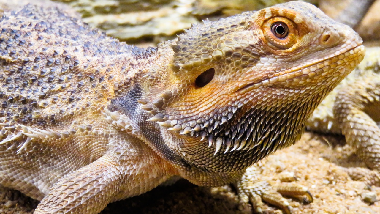 Большая колючая игуана крупным планом