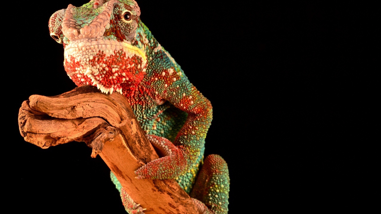 Разноцветный хамелеон на ветке на черном фоне