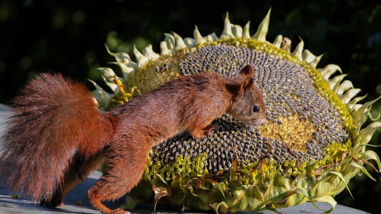 Little fluffy squirrel with sunflower