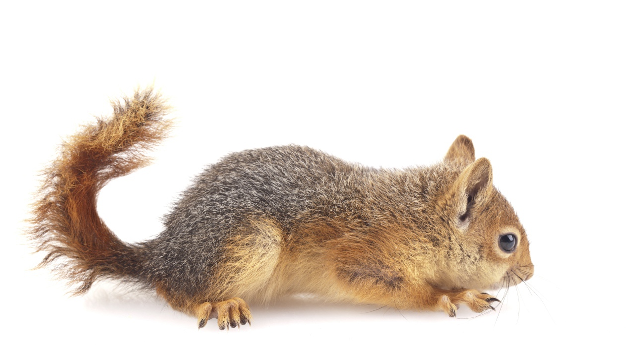 Маленькая рыжая белка на белом фоне 