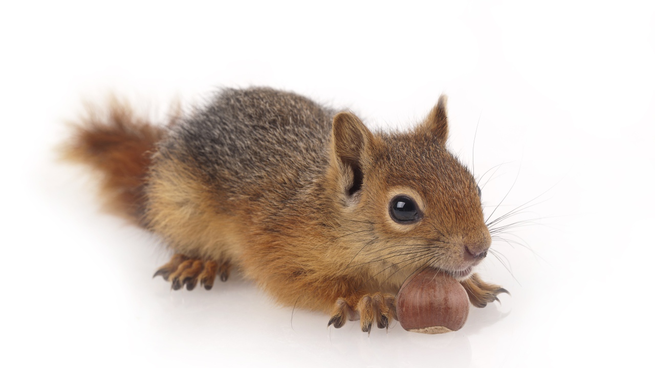 Маленькая рыжая белка с орехом на белом фоне