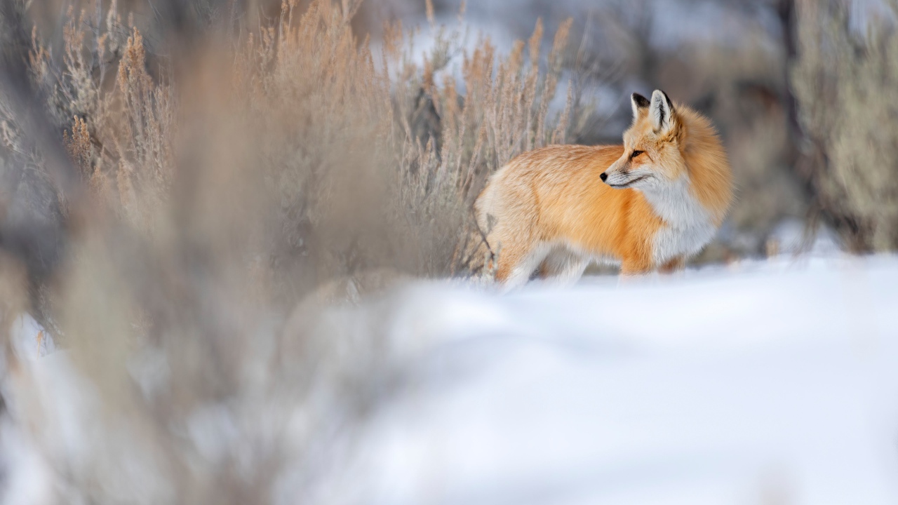 Рыжая пушистая лиса стоит на снегу