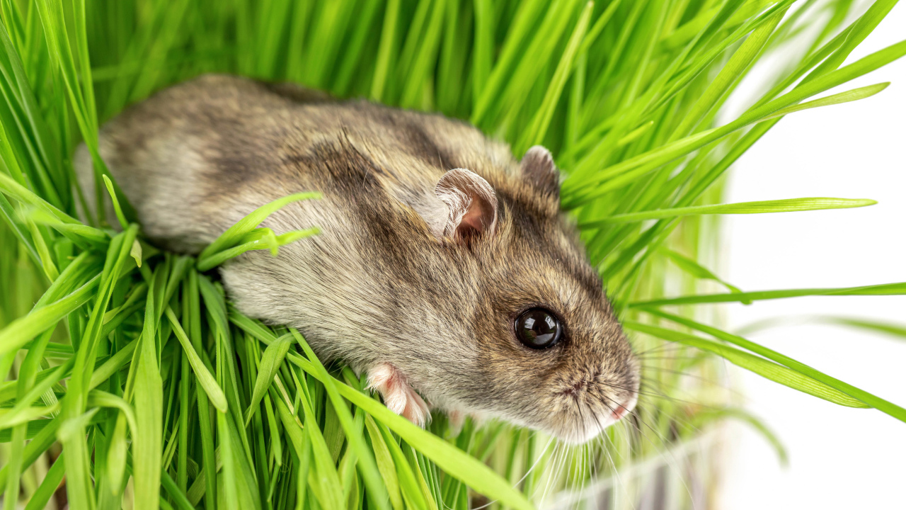 Маленький серый хомяк в зеленой траве на белом фоне