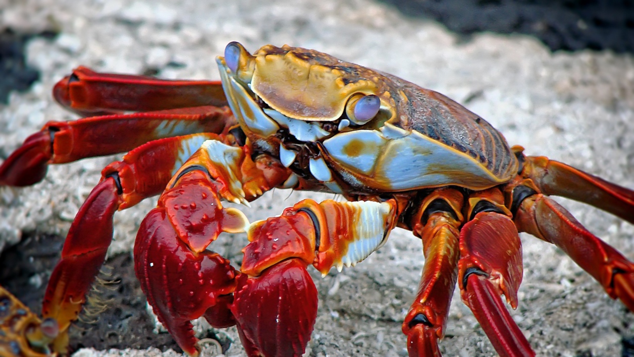 Большой красный морской краб на камне 