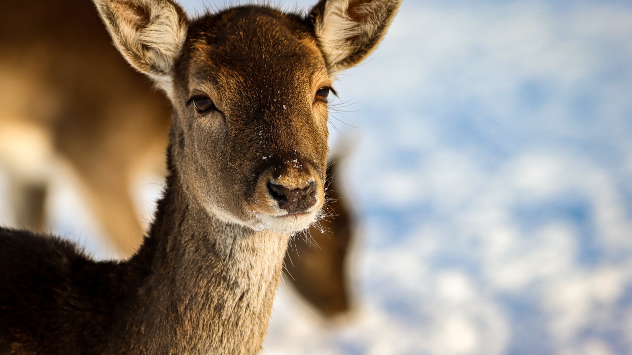 Олениха крупным планом 
