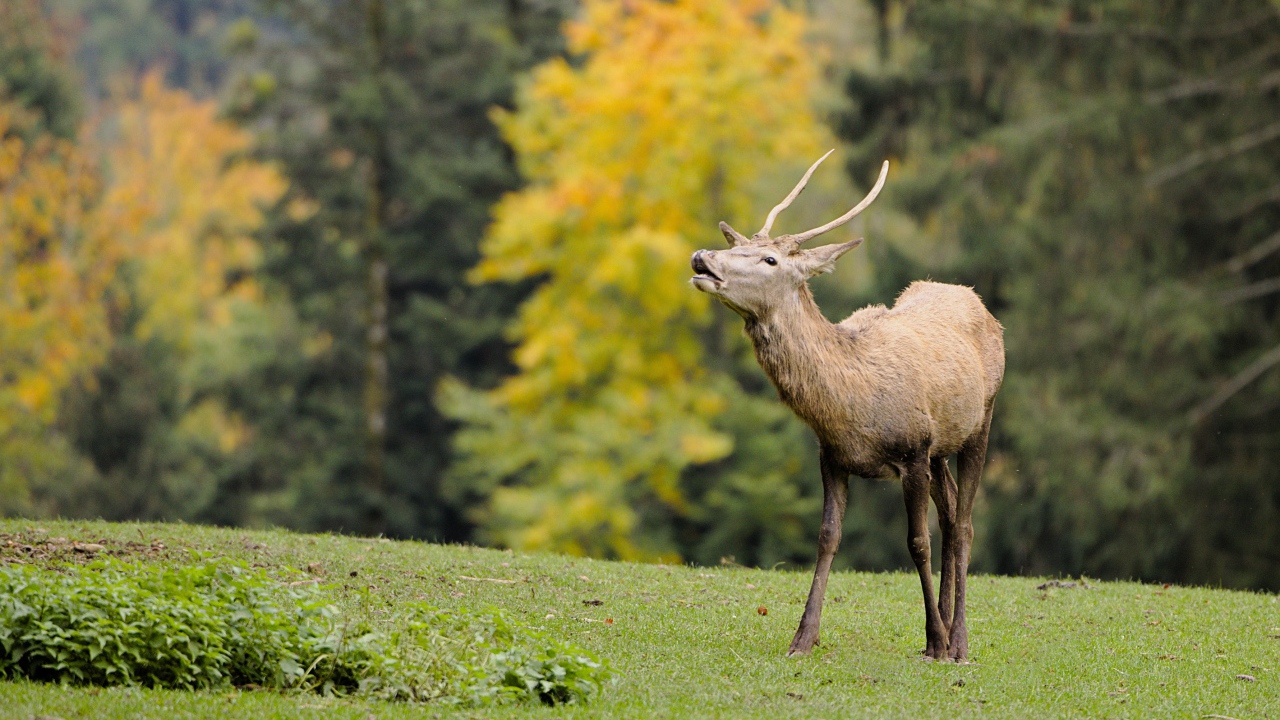 Олень кричит в лесу 