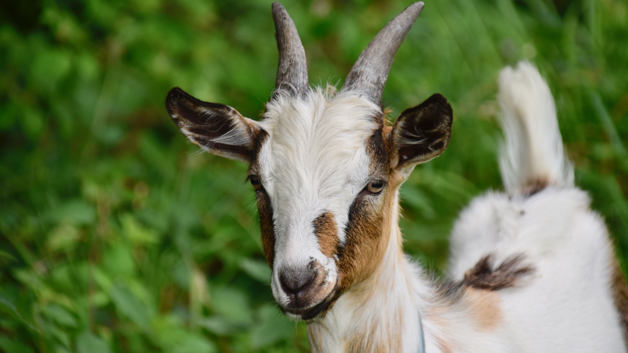 Маленький козленок на фоне зеленой травы 