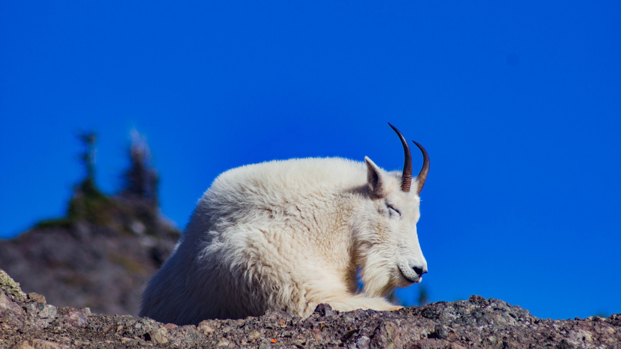 Козел спит на камнях на фоне неба 