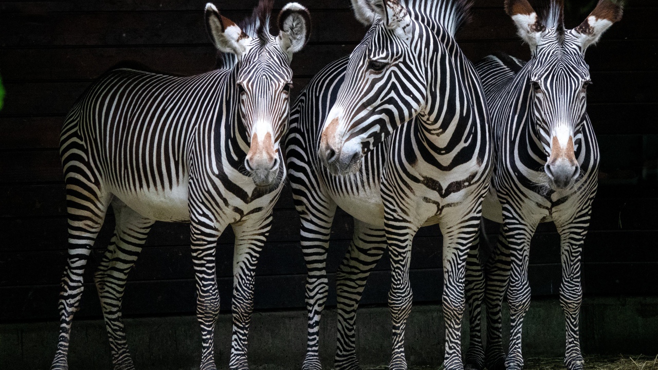 Три полосатые зебры стоят у стены в зоопарке 