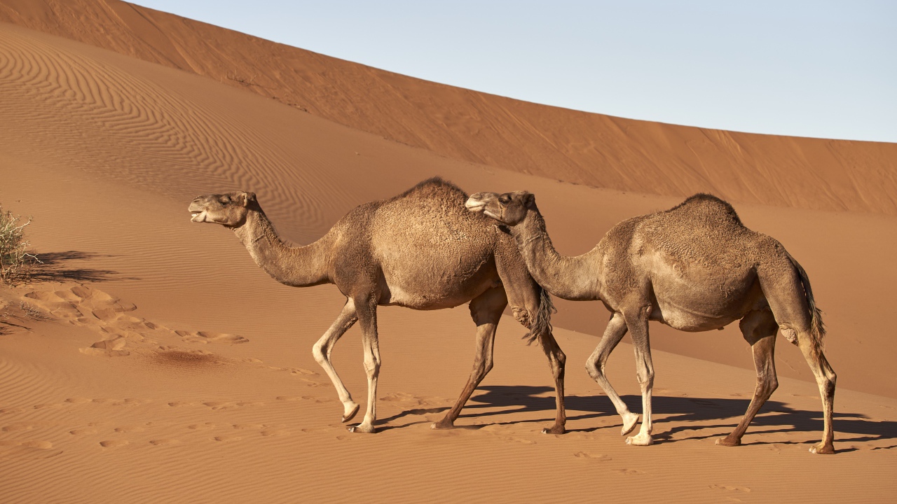 Два верблюда идут по горячей пустыне 