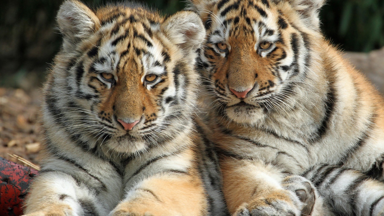 Два маленьких полосатых тигренка лежат на земле