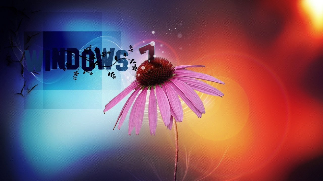 Echinacea flower on windows operating system