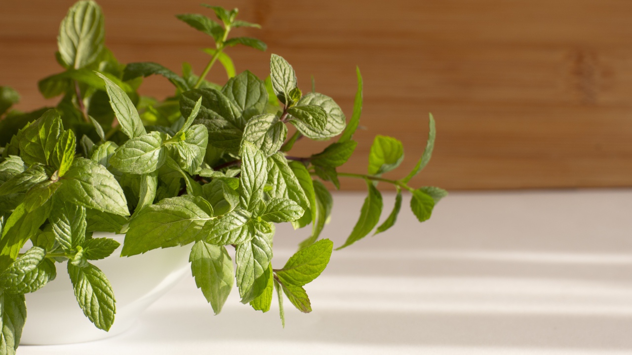 Свежие ароматные зеленые листья мяты