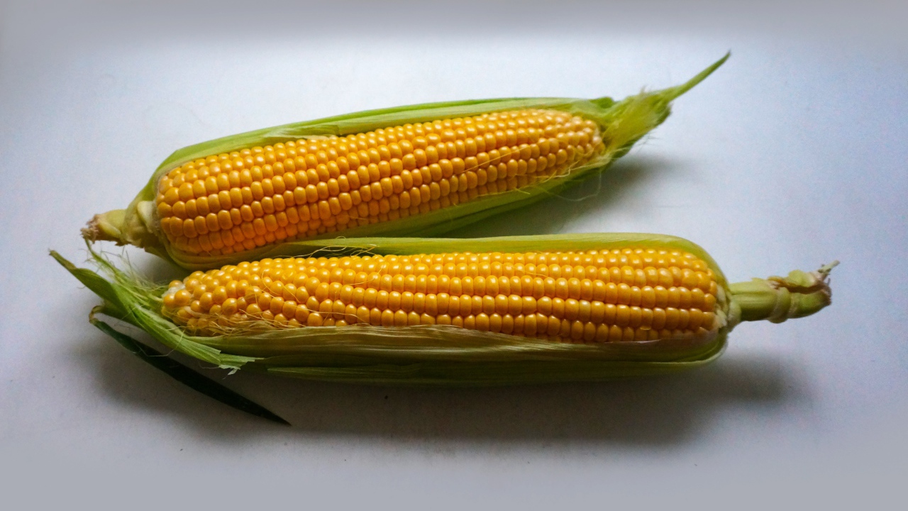 Два початка кукурузы на сером фоне