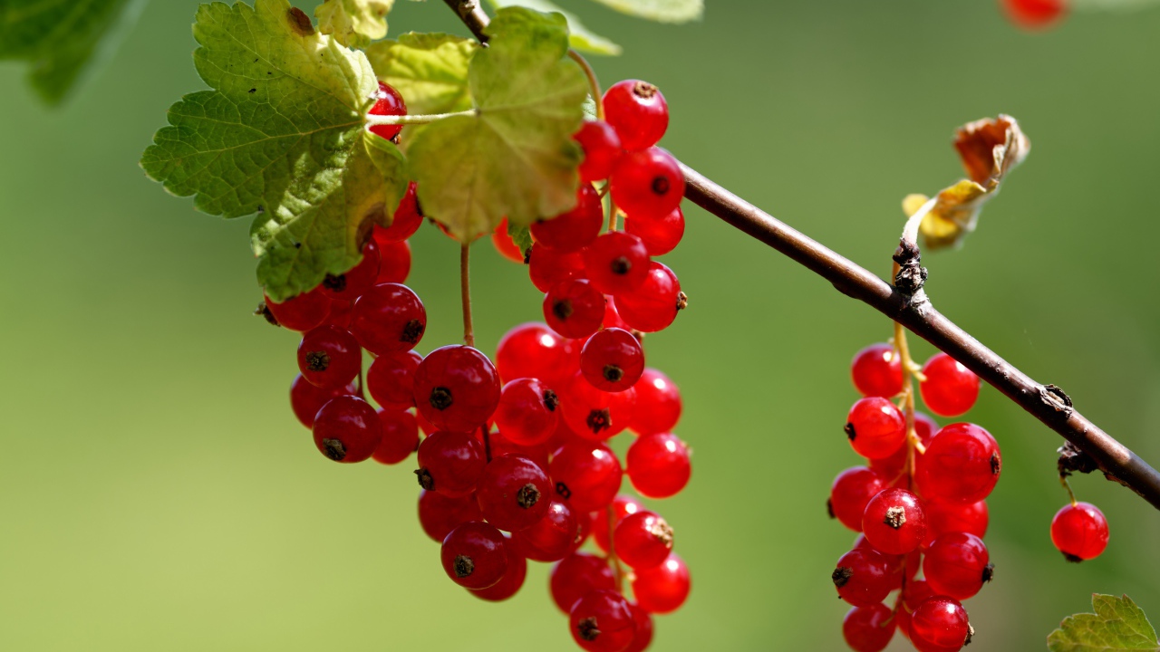 Красная сладкая смородина на ветке