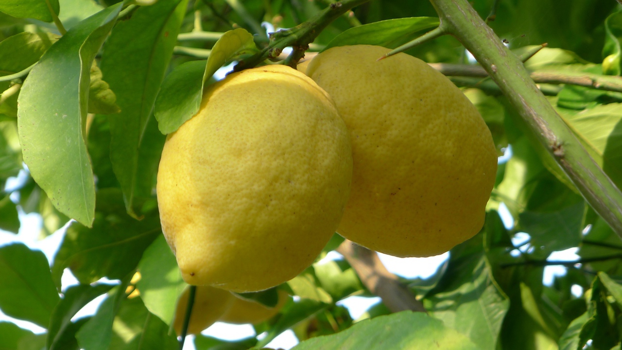 Два больших желтых лимона на ветке в листьях