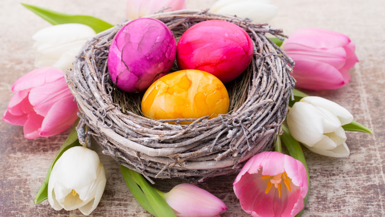 Три разноцветных яйца в гнезде с тюльпанами на праздник Пасха