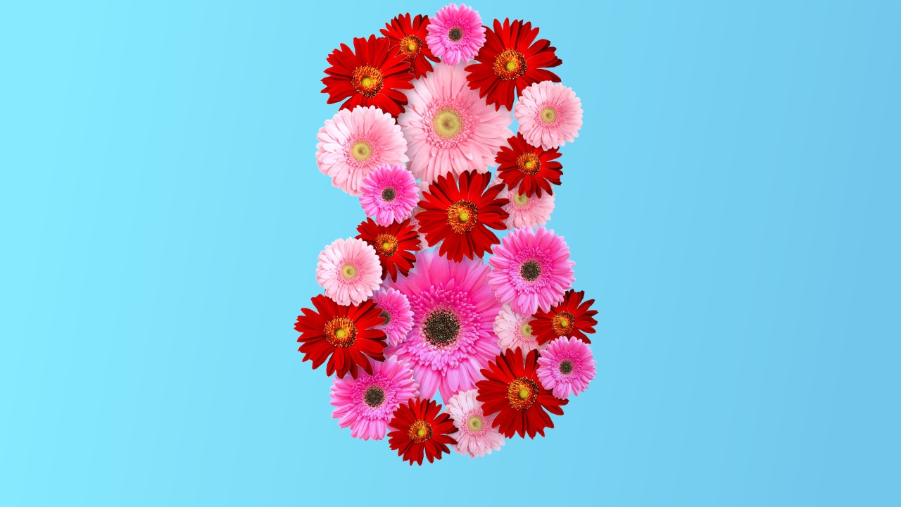 Цифра 8 на голубом фоне из цветов герберы на Международный женский день