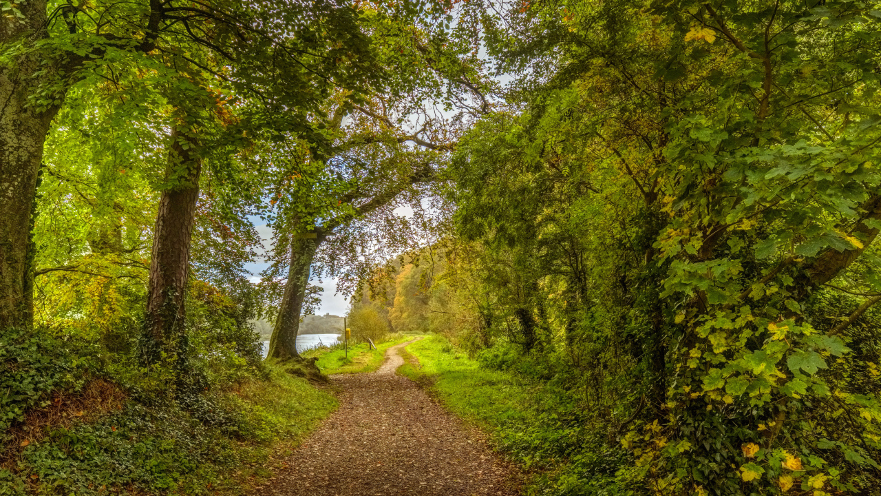Красивый парк с зелеными деревьями у реки