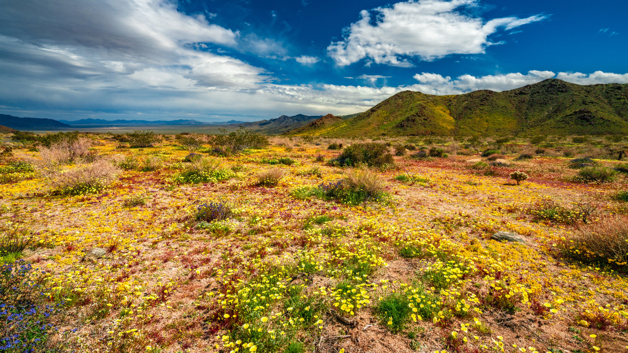 Желтые цветы в пустыне под голубым небом 