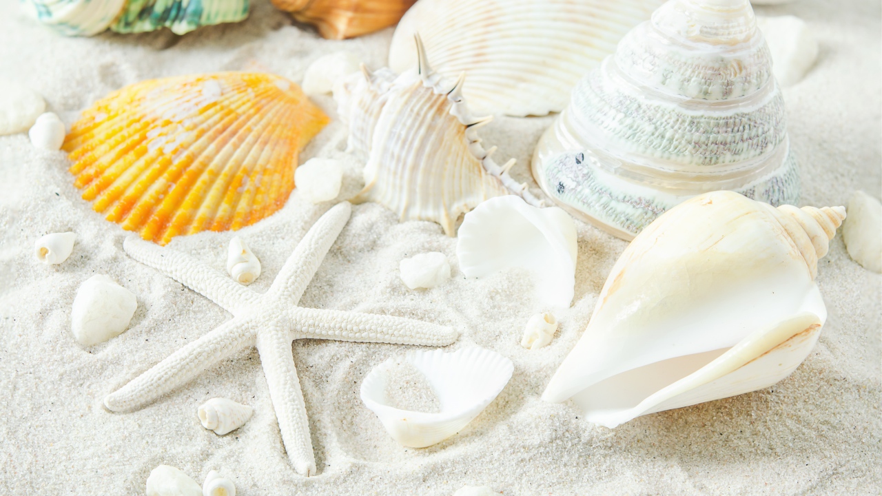 Большие белые ракушки и морская звезда на песке