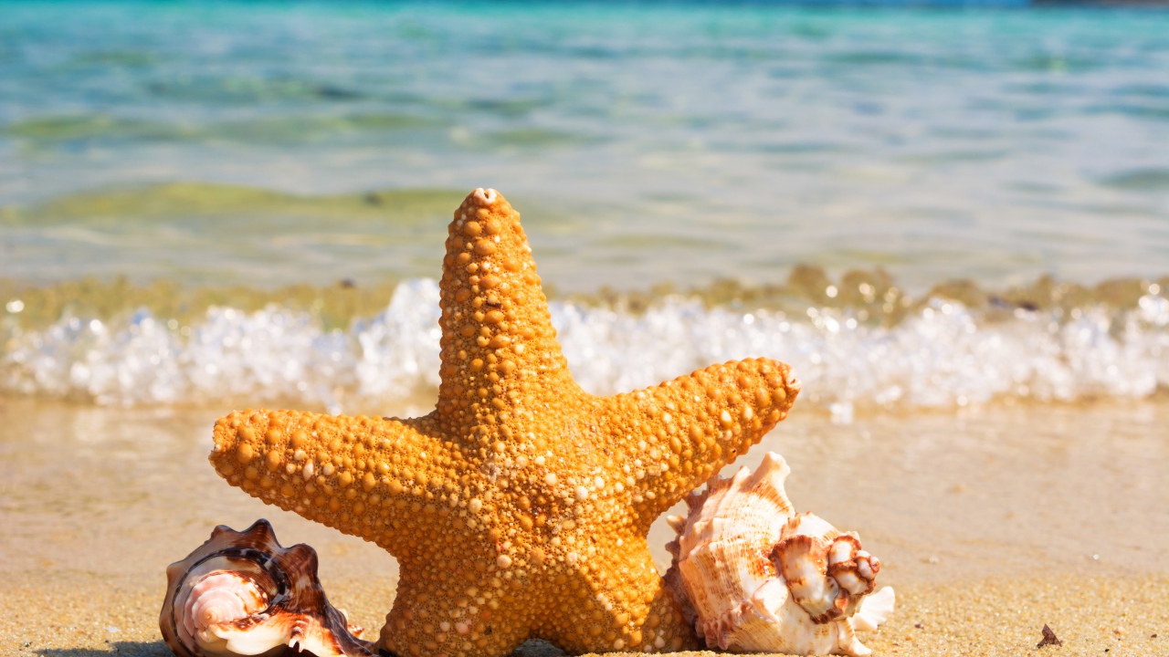 Starfish with seashells on the seashore