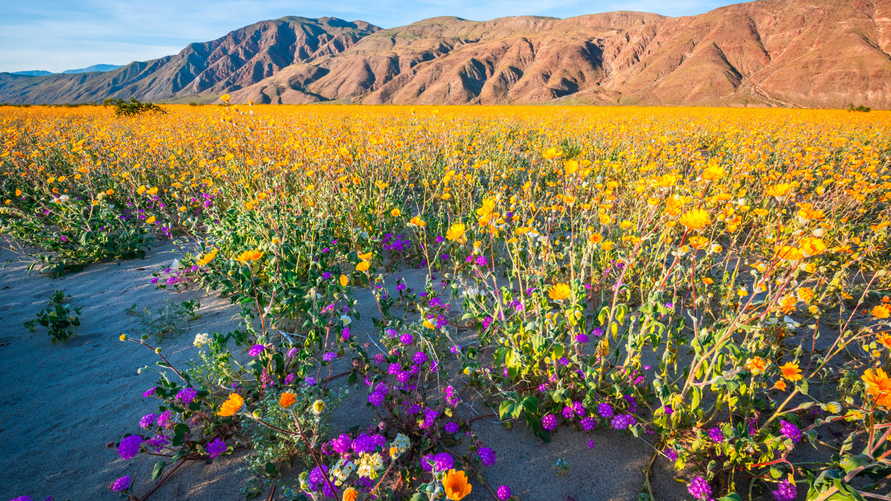 Пустыня на фоне гор покрылась цветами