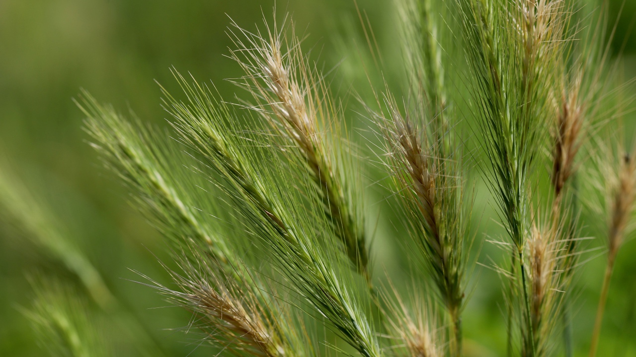 Зеленые колосья пшеницы крупным планом на поле