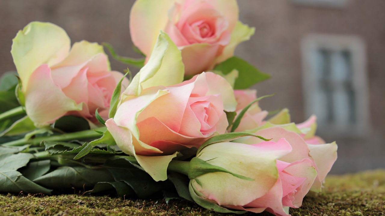 Букет розовых тюльпанов лежит на земле