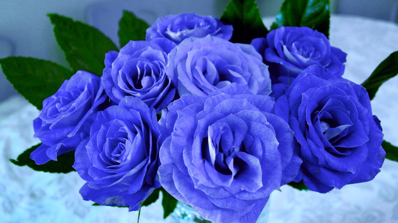 Красивый букет синих роз крупным планом