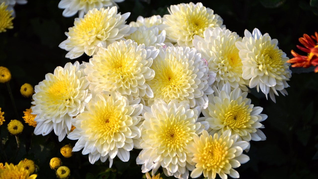 Красивый кремовый букет живых хризантем