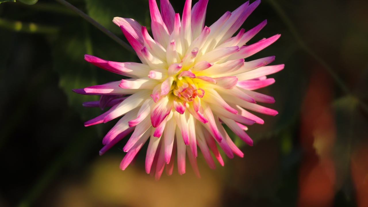 Красивый цветок георгина с розовыми лепестками 