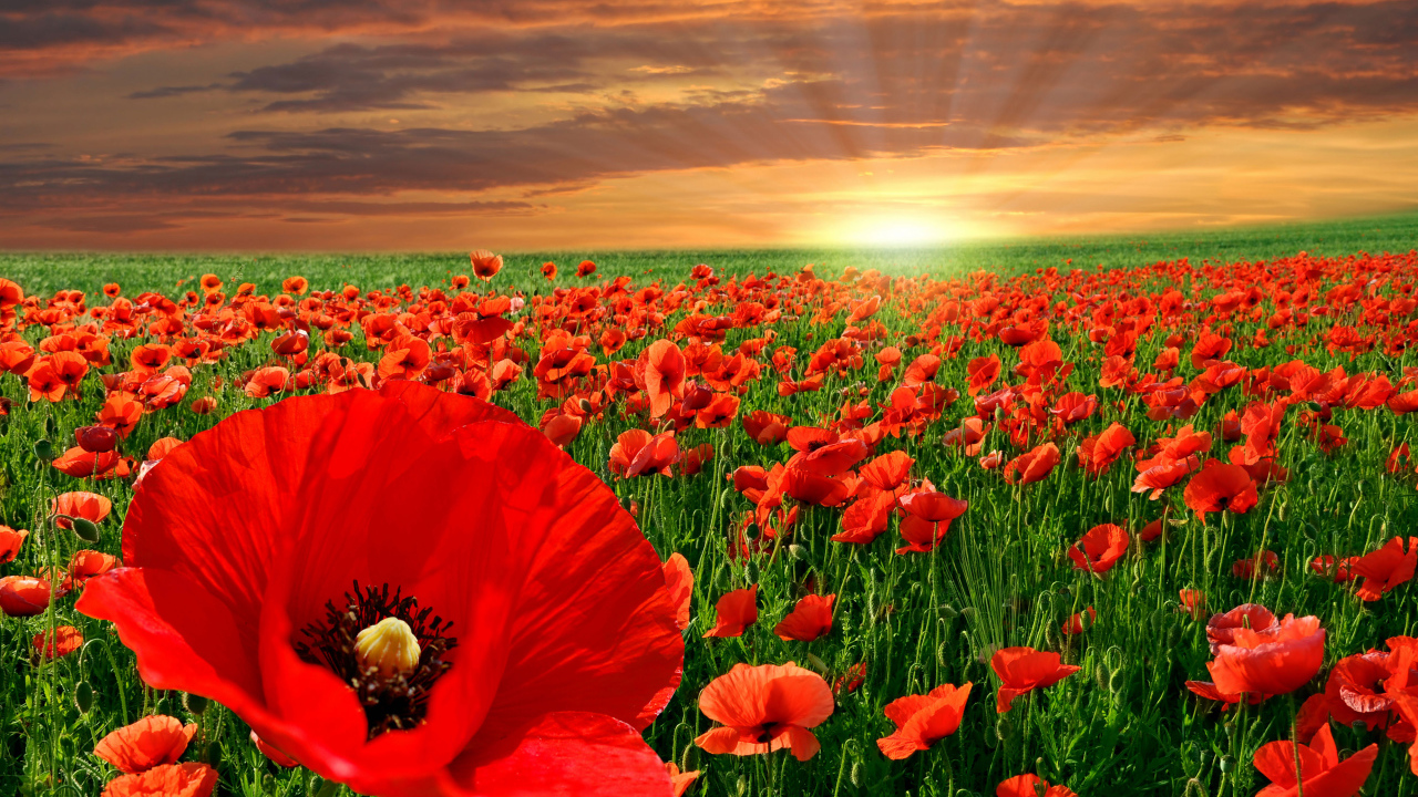 Красивое поле ярких красных маком в лучах солнца на закате