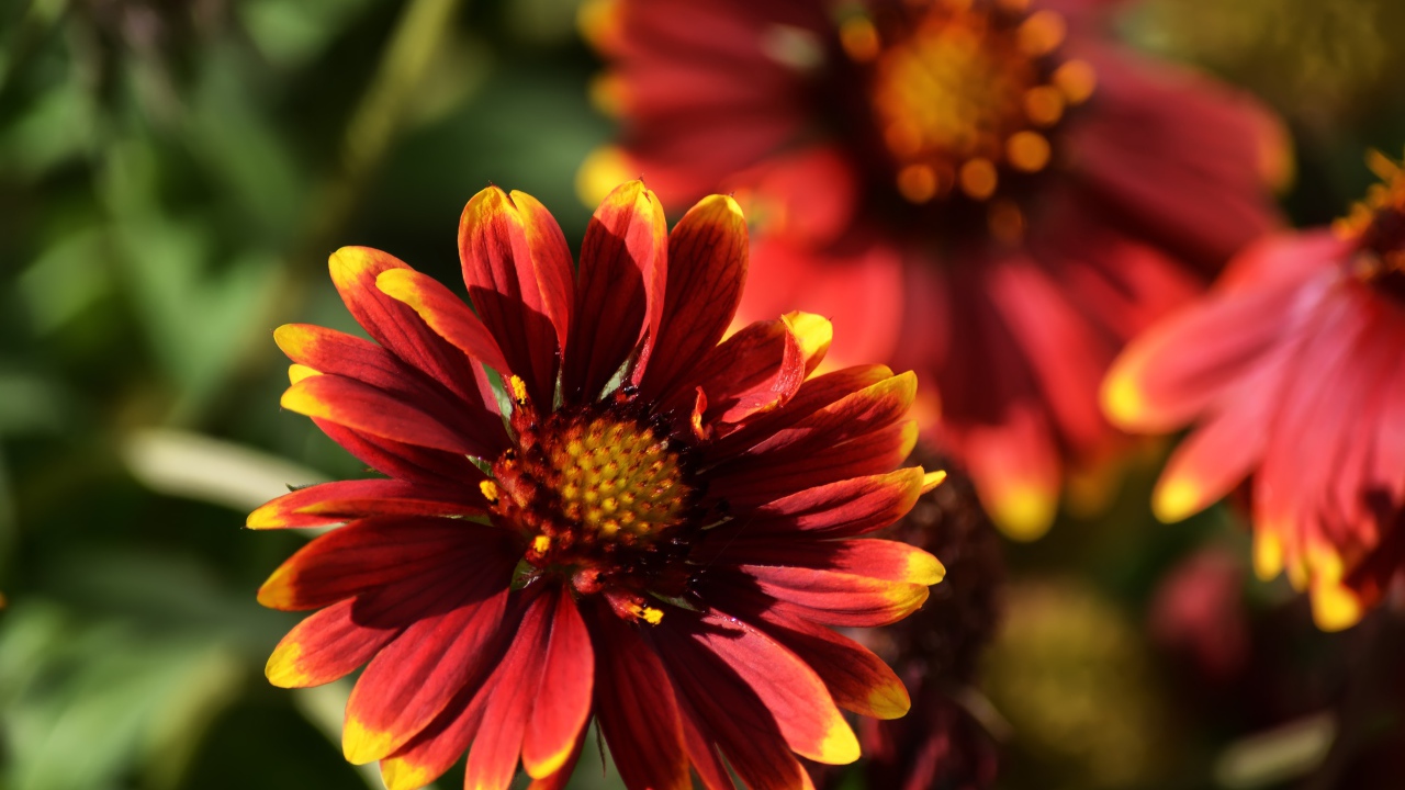 Красивый огненный цветок Гайлардия