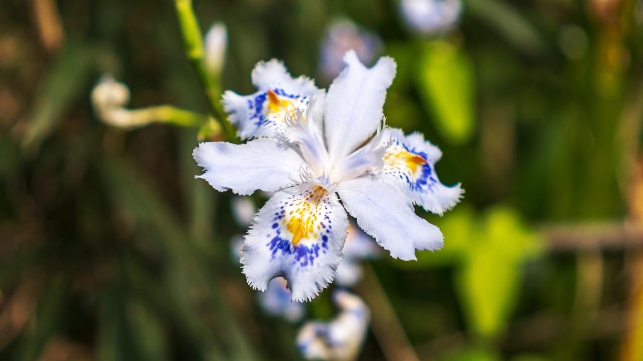 Красивый цветок ириса в лучах солнца на клумбе 