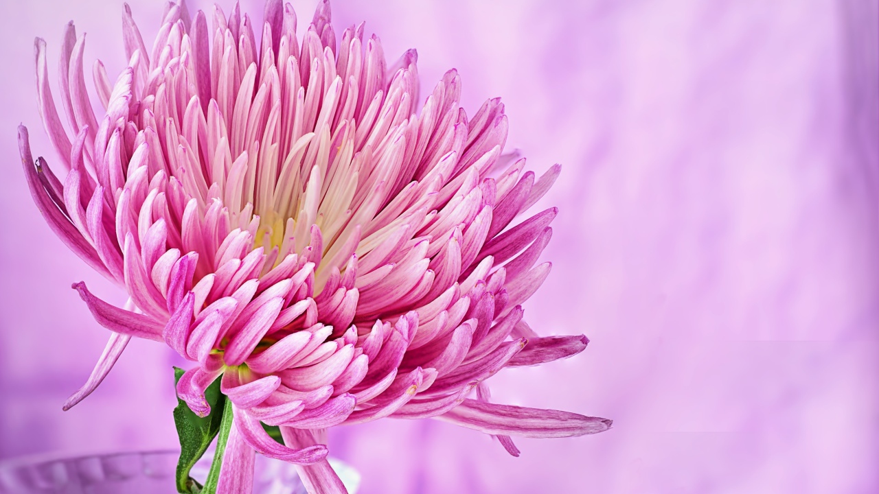 Красивый розовый цветок астры крупным планом