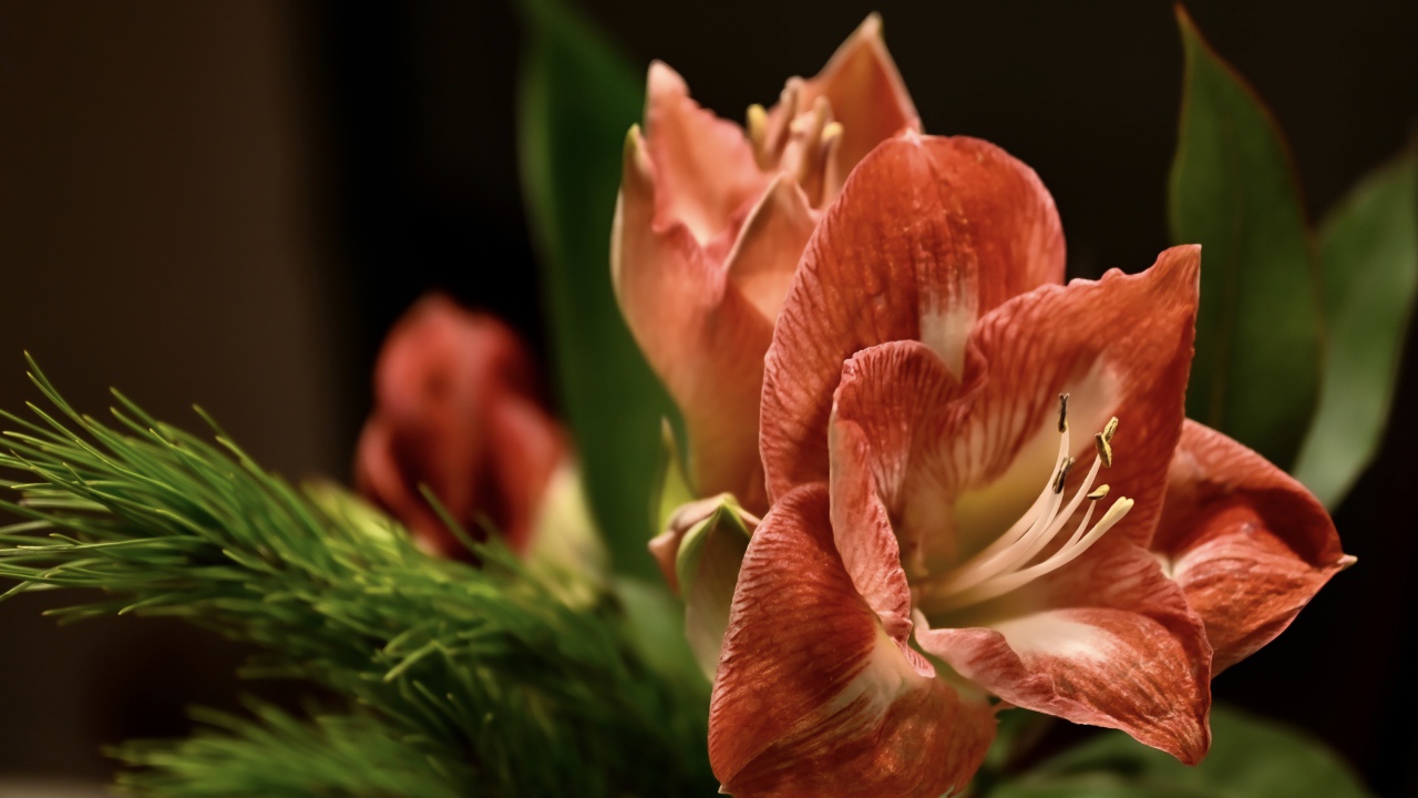 Красивый  красный цветок амариллиса с веткой ели