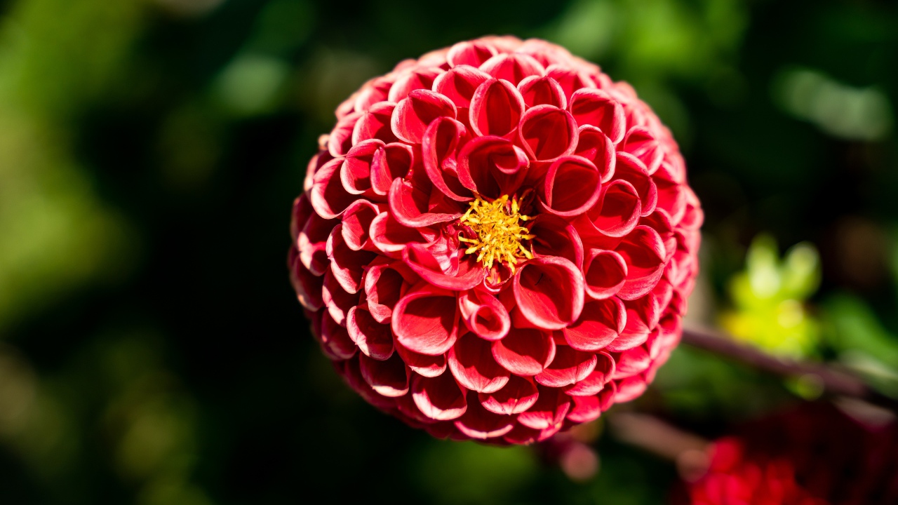 Красивый красный цветок георгины с желтой серединкой