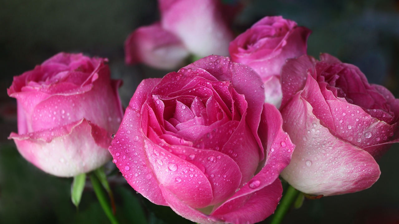 Красивые цветы розы в каплях росы 