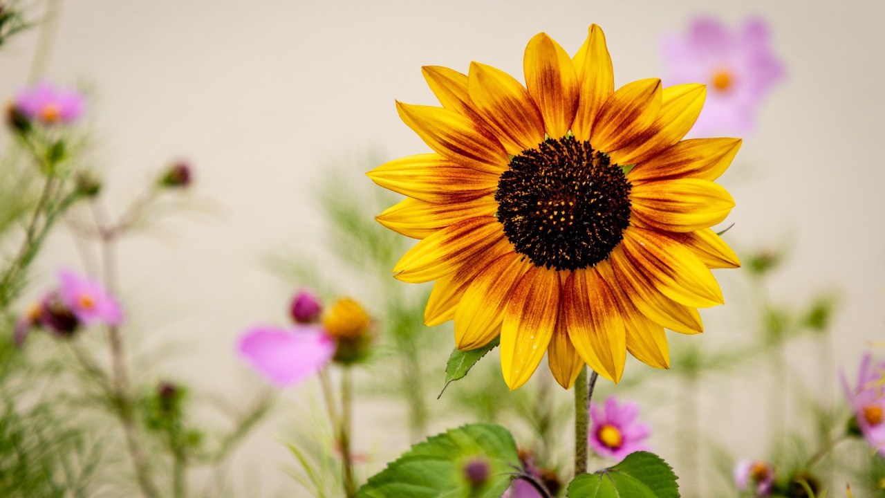 Красивый подсолнух с цветами космеи 