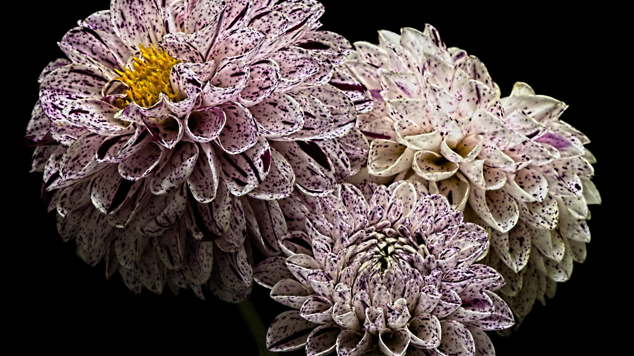 Красивые белые георгины с фиолетовыми брызгами 