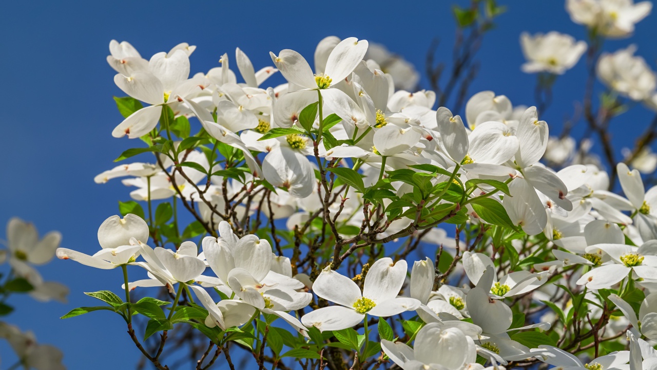 Красивые белые цветы на кусту под голубым небом