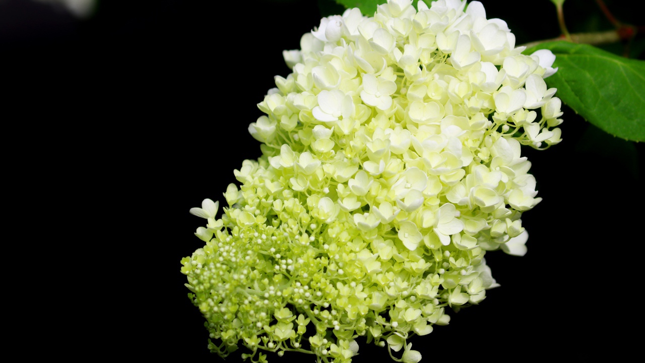 Красивые белые цветы Гортензии на черном фоне