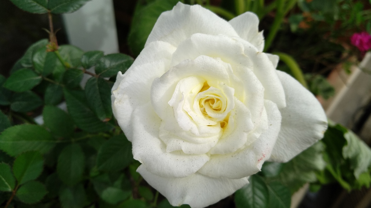 Красивый белый цветок розы крупным планом