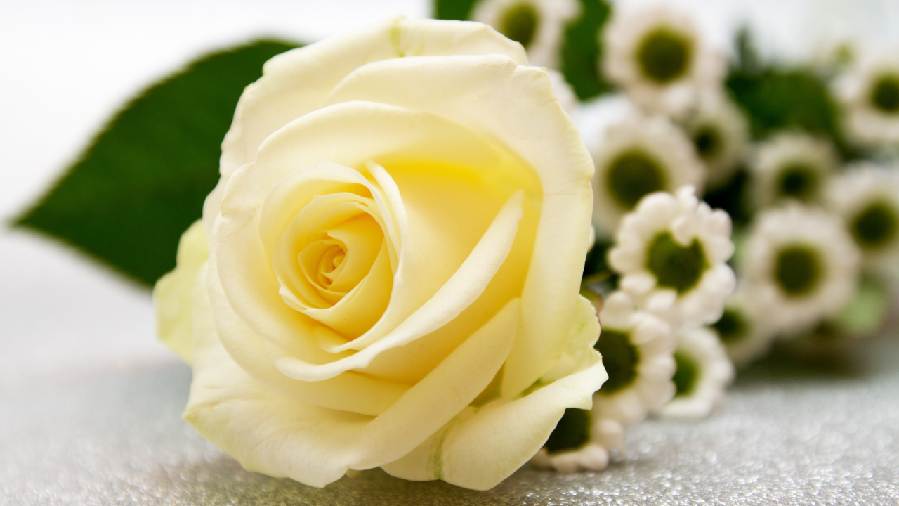 Красивая белая роза лежит на столе